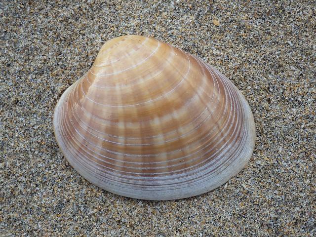 Callista chione Smooth venus Verni clam Marine Bivalve Images