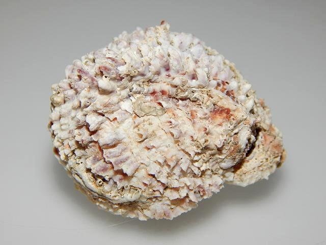 Chama brassica Jewel box clam Marine Bivalve Images