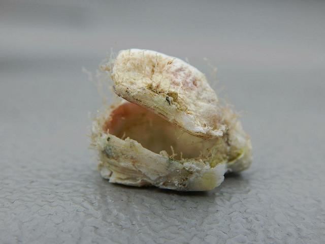 Chama congregata Corrugated jewel box clam Marine Bivalve Images
