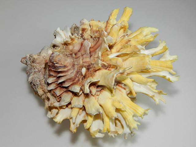 Chama lazarus jewel box clam Marine Bivalve Images