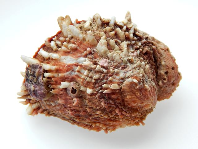 Chama pacifica jewel box clam Marine Bivalve Images