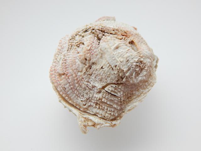 Chama ruderalis jewel box clam Marine Bivalve Images