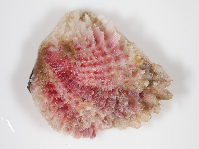 Chama sarda Cherry jewel box clam jewelbox Marine Bivalve Images