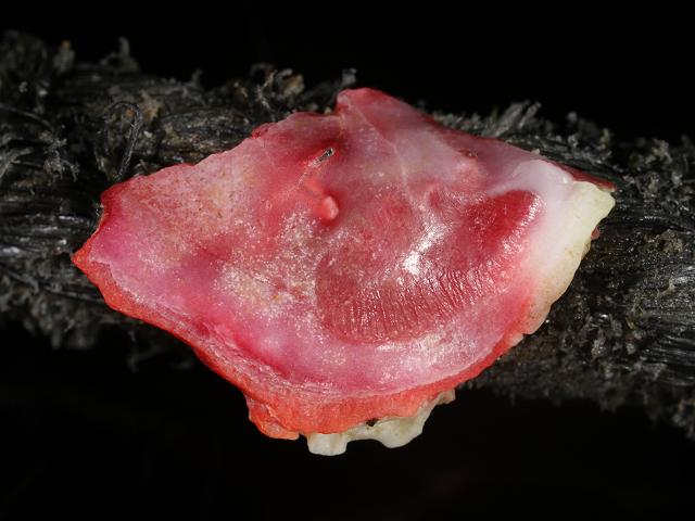 Chama species jewel box jewelbox clam Marine Bivalve Images