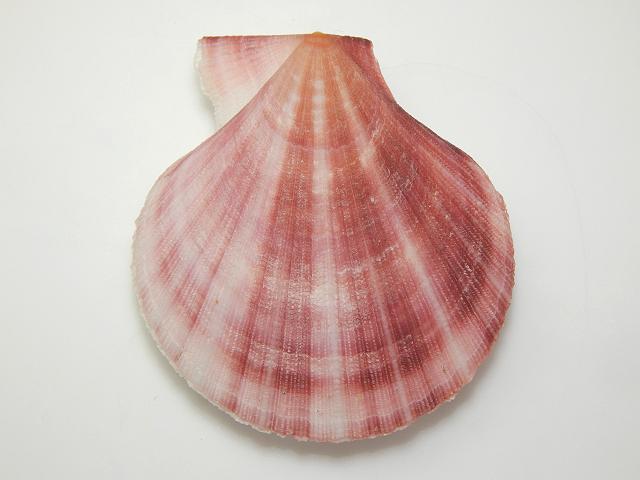 Chlamys hastata henricia Spiny pink scallop Marine bivalve images