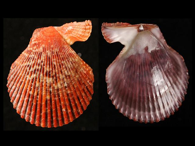 Mimachlamys varia synonym Chlamys varia Variegated Scallop Marine Bivalve Images