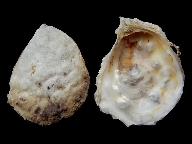 Crassostrea rhizophorae Mangrove cupped oyster Marine Bivalve Images