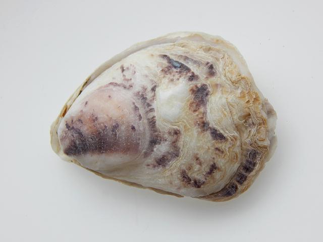 Crassostrea virginica Eastern oyster Marine Bivalve Images