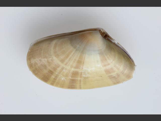 Donax trunculus Abrupt wedge shell Marine Bivalve Images