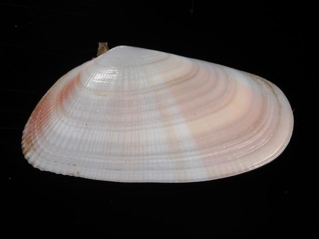 Donax variabilis Coquina clam Marine bivalve images