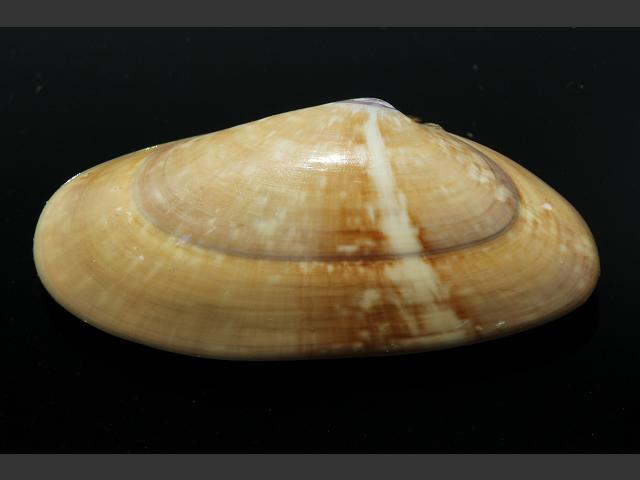Donax variegatus Polished wedge shell Marine Bivalve Images