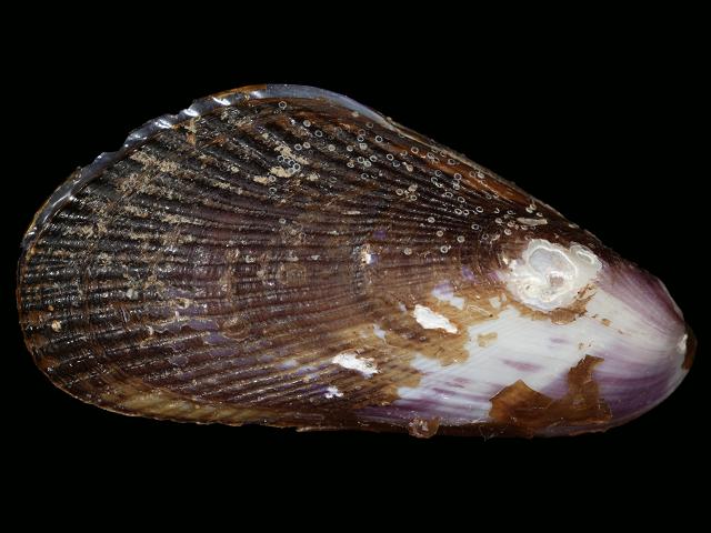 Geukensia demissa Atlantic ribbed mussel marine bivalve images