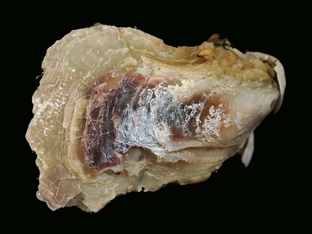 Isognomon bicolor Purse oyster Marine Bivalve Images
