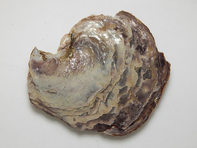 Isognomon ephippium Saddle tree oyster Marine Bivalve Images