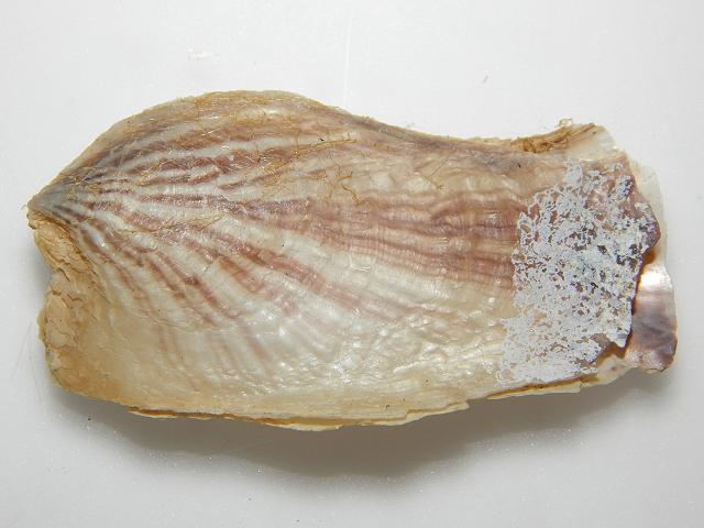 Isognomon radiatus Radial purse or Lister's tree oyster Marine Bivalve Images