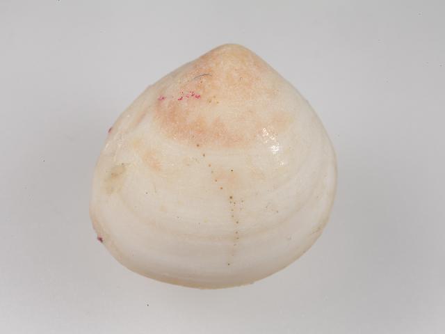 Laevicardium mortoni Mortons egg cockle marine bivalve images