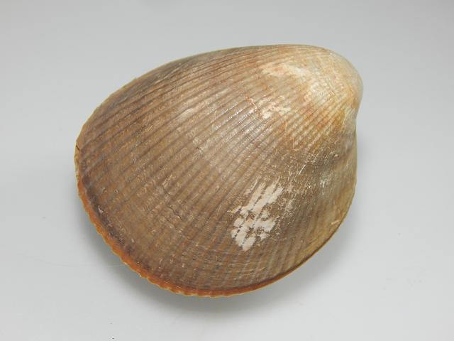 Laevicardium oblongum Oblong cockle marine bivalve images