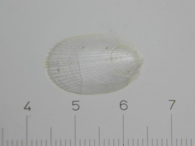 Limatula subauriculata Heart file shell