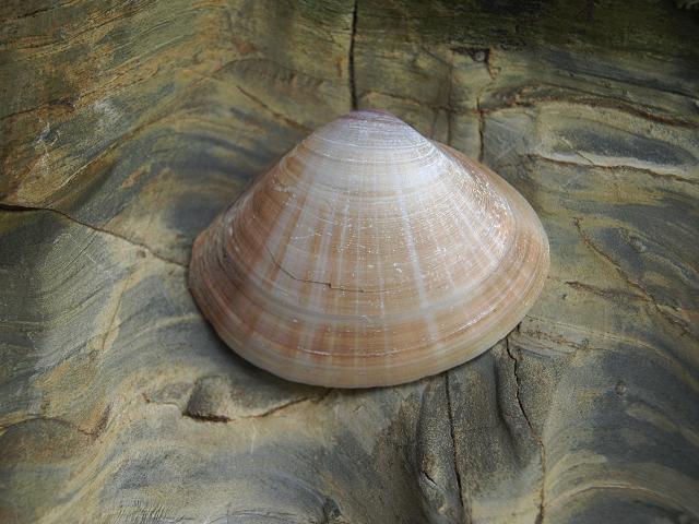 Mactra stultorum Rayed Trough Shell