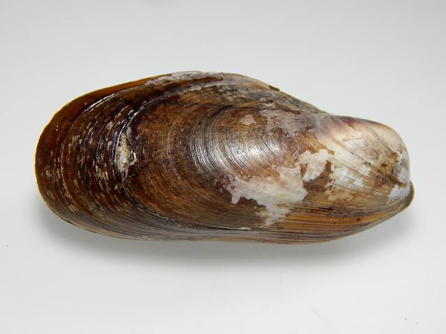 Gibbomodiola adriatica Adriatic Tulip Horse mussel Marine Bivalve Images