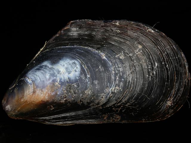 Mytilus trossulus Foolish or Pacific blue mussel Marine bivalve images