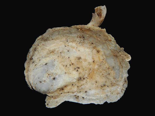 Neopycnodonte cochlear Deepsea oyster Marine Bivalve Images