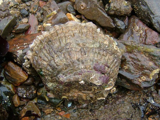 Ostrea edulis Flat Native Fal or Common Oyster Marine Bivalve Images