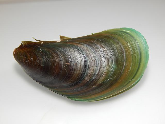 Perna viridis Asian green mussel Marine bivalve images