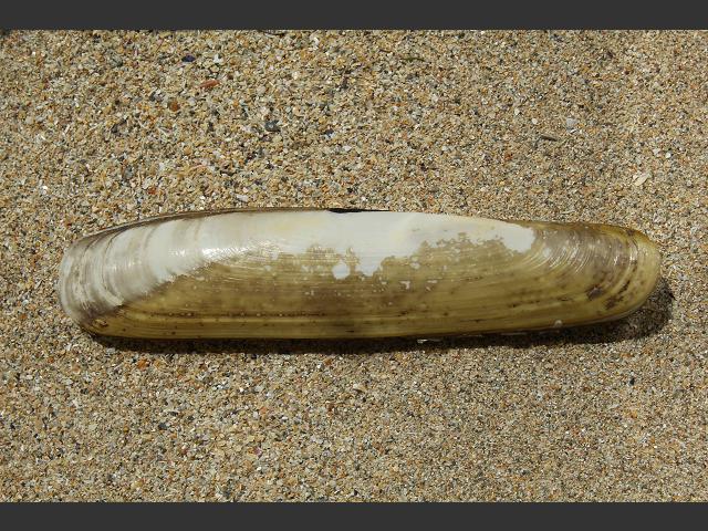 Pharus legumen Egg shell razor Marine Bivalve Images