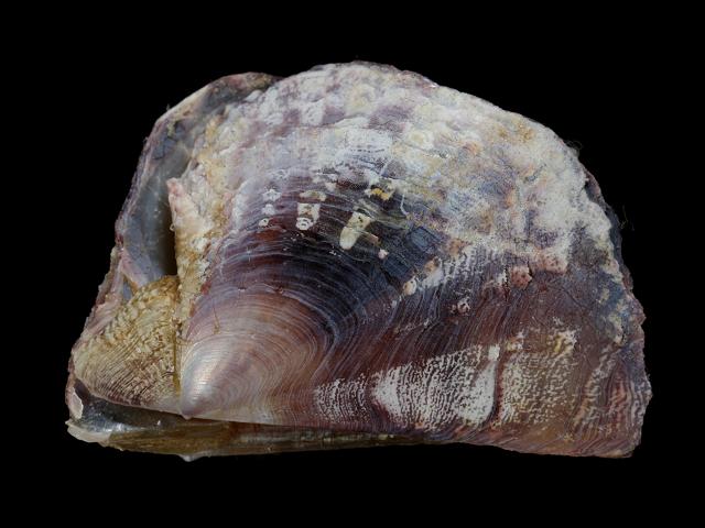 Pinctada imbricata Atlantic pearl oyster Marine Bivalve Images