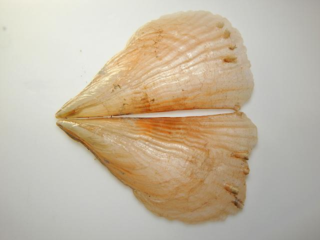 Pinna carnea Amber pen shell Marine Bivalve Images