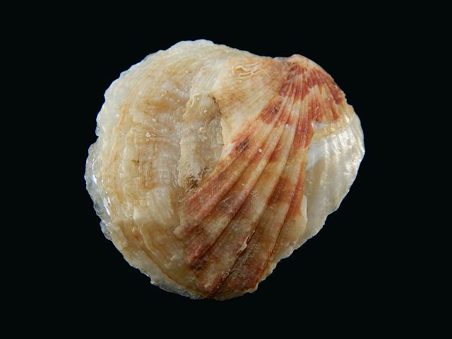 Pododesmus rudis False jingle shell Saddle oyster Marine Bivalve Images