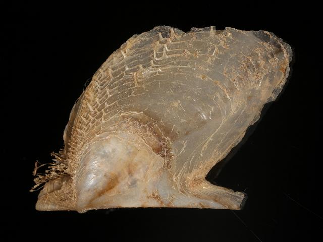 Pteria hirundo European wing oyster Marine Bivalve Images