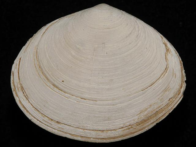 Scrobicularia plana Peppery Furrow Shell