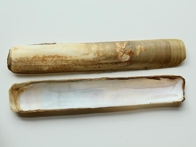 Solen marginatus Grooved razor shell Marine Bivalve Images