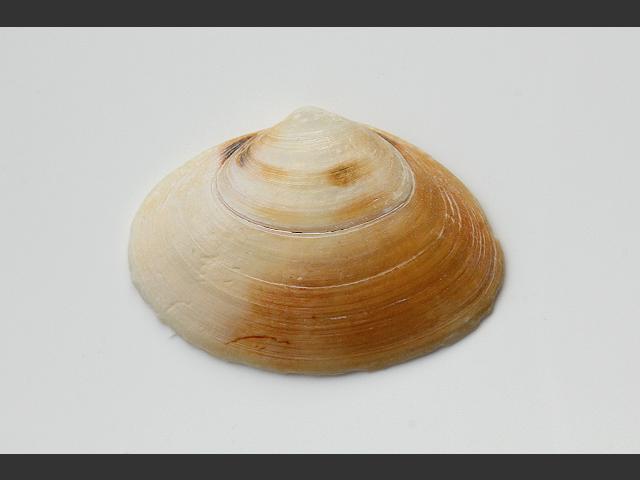 Spisula elliptica Elliptical Trough Shell