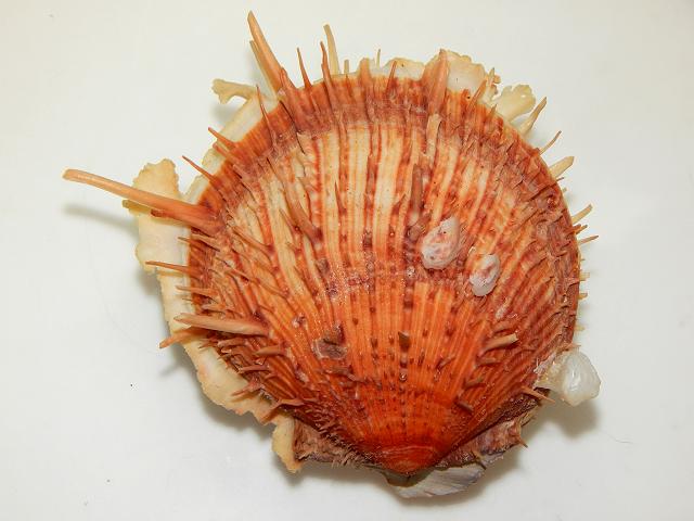 Spondylus americanus aurispinae Atlantic thorny oyster Marine Bivalve Images