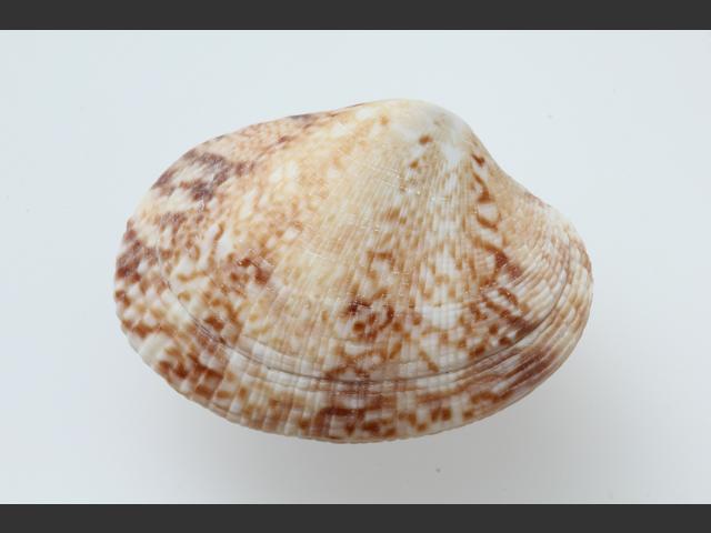 Venerupis philippinarum Manilla clam Marine Bivalve Images