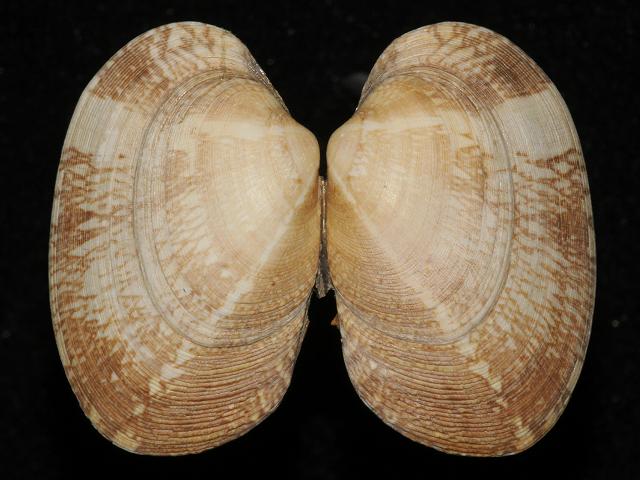 Venerupis corrugata senegalensis Pullet Carpet Shell
