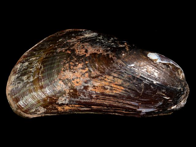 Arcuatula senhousia Asian date mussel Marine Bivalve Images