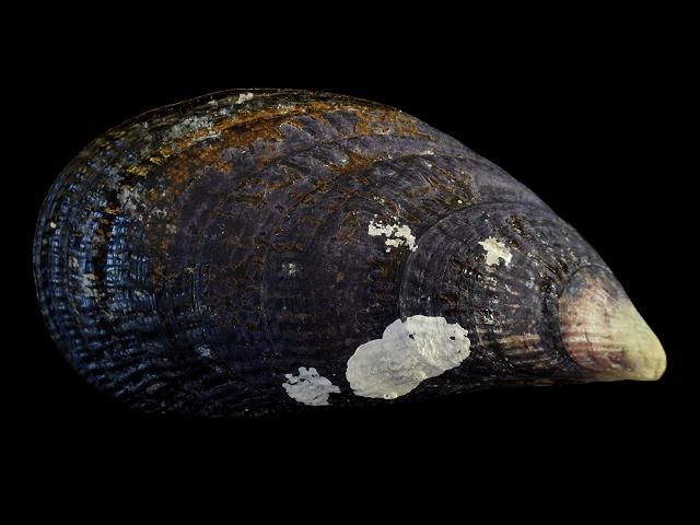 Aulacomya atra Magellan, Cholga or Ribbed mussel Marine Bivalve Images