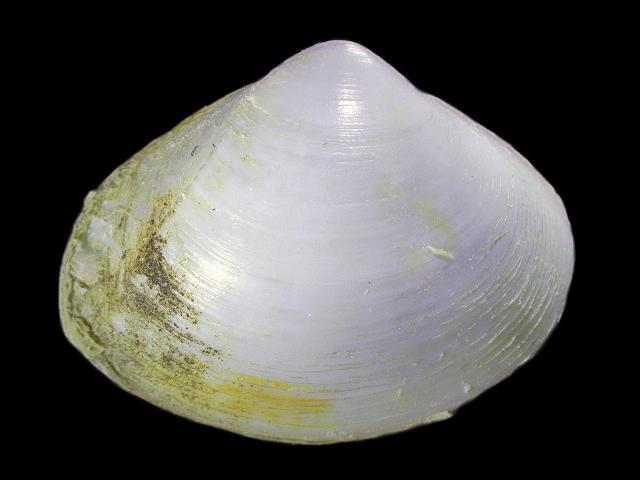Mulinia lateralis Dwarf surf or Coot clam Marine Bivalve Images