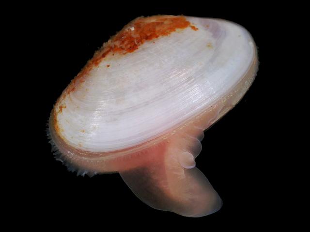 Tellimya ferruginosa Rusty Montagu shell marine bivalve images