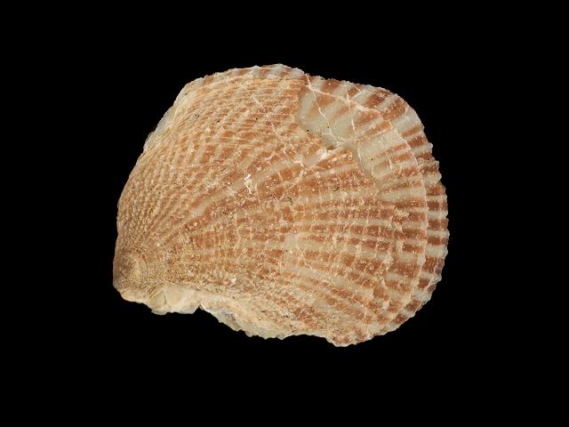 Isognomon perna Brown purse shell tree oyster Marine Bivalve Images