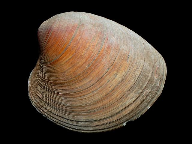 Mercenaria mercenaria Hard shell Atlantic clam or Quahog Marine Bivalve Images