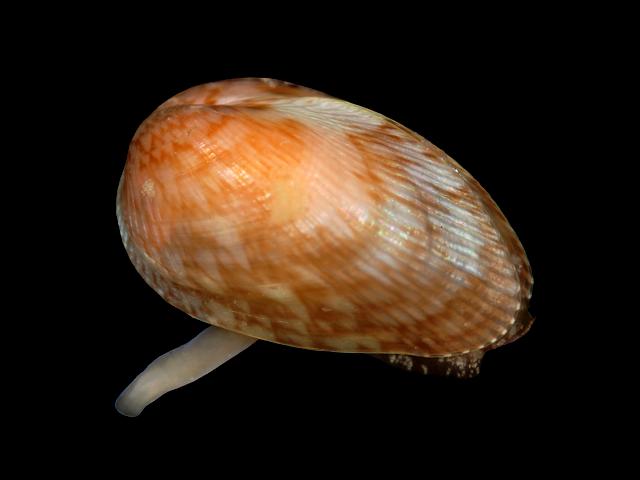 Modiolarca subpicta tumida Marbled Crenella Marine Bivalve Images