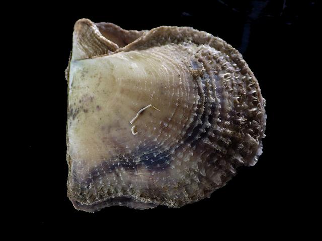 Pinctada albina sugillata pearl oyster Marine Bivalve Images