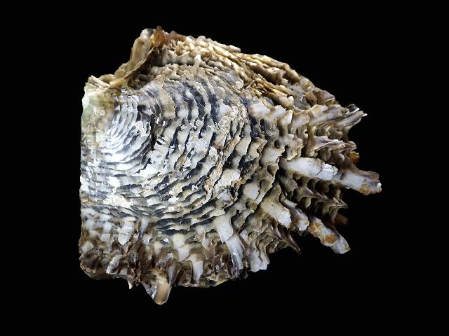Pinctada margaritifera Black lip pearl oyster Marine Bivalve Images