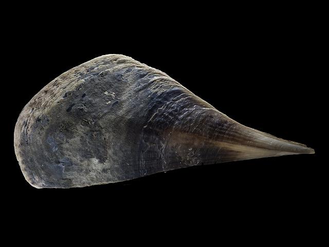 Pinna dolabrata pen shell or fan mussel Marine Bivalve Images