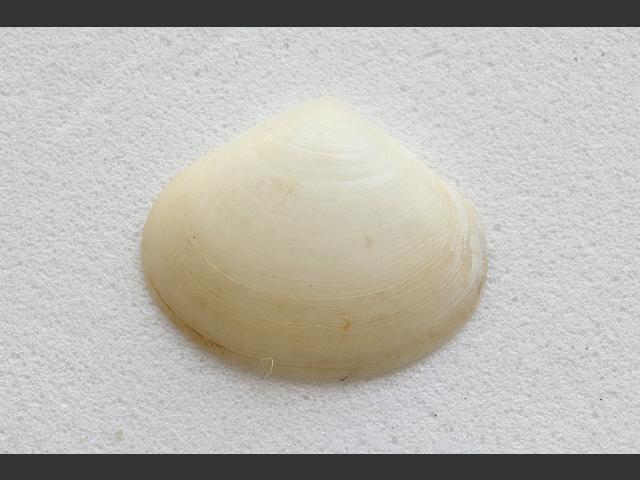 Abra tenuis Thin furrow shell Marine Bivalve Images